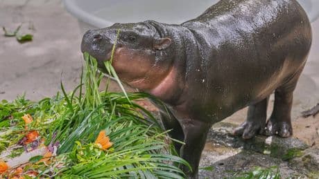 Thousands celebrate baby hippo Moo Deng's first birthday at a Thailand zoo