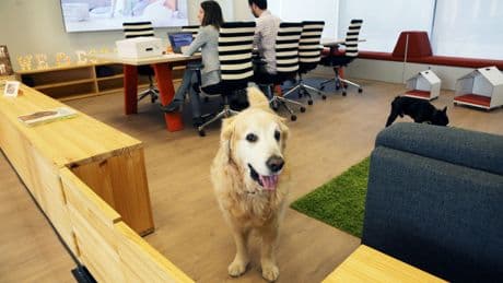Affinity Petcare frena su escalada en ventas y abrirá otra planta en Italia