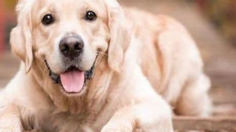 SON DAKİKA KÖPEK VE SAĞLIK HABERLERİ: EĞİTİLMİŞ KÖPEKLER PARKINSON HASTALIĞINI %98 ORANINDA TEŞHİS EDEBİLİYOR!