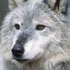 Mystery wolf slayer who leaves the dead animals displayed in Tuscan villages has shot seven of them and STRANGLED one in bizarre vendetta