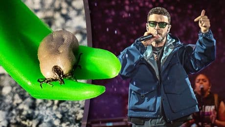 Wat doe je na een tekenbeet? Over deze ’sluipmoordenaar’ gaan veel gevaarlijke fabels rond