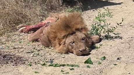 Alarm an türkischer Riviera! - Löwe bricht aus und beißt wild um sich