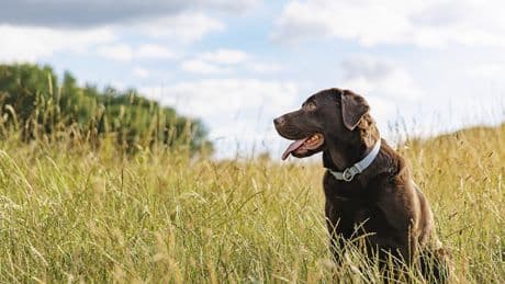 Warnung von Tierärzten: Darauf sollten Hundebesitzer beim Spazieren achten