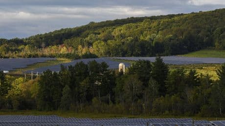 Le Sud des Etats-Unis hésite à troquer ses forêts de pins contre des panneaux solaires