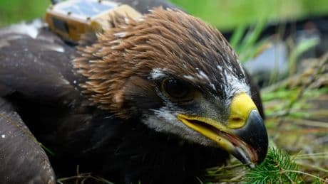 Sir David Attenborough names golden eagle chick hatched in Scotland