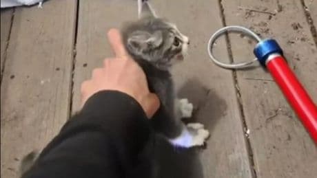 Rescatan a un gatito atrapado en una tubería con la ayuda de maullidos grabados