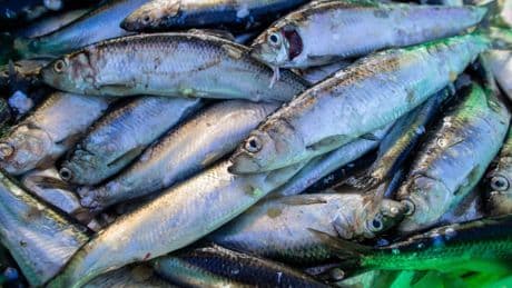 Ernährung und Umwelt: Globales Verbot der schädlichsten Fischereisubventionen