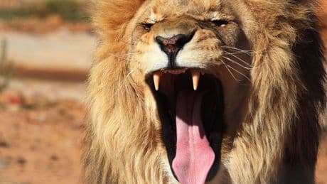 Löwe aus Zoo in Antalya entlaufen - ein Verletzter