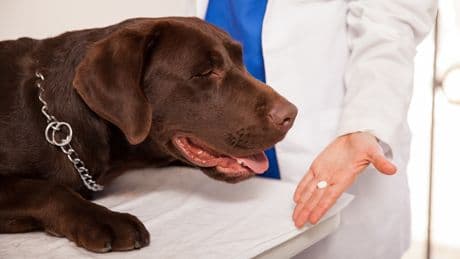 El Gobierno convierte el sistema veterinario en un caos: falta de medicamentos y retrasos de hasta 30 días
