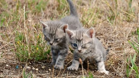 Deux adolescents britanniques condamnés à des peines de détention pour avoir torturé et tué des chats