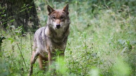 Wolf: Wolfsrüde taucht vermehrt in Region Soonwald-Nahe auf