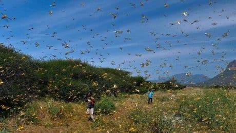 Terrifying truth behind Bible plague of locusts finally discovered by scientists