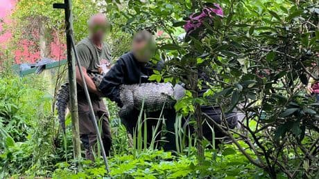 Reptilien-Razzia im Kleingarten - Als sie Krokodil Knöpfchen holten, flossen Tränen