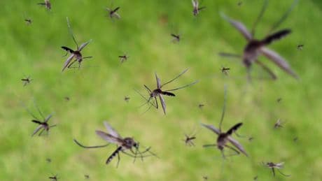 Mosquito-Borne  Infections Are On The Rise. Here’s How To Bite Back