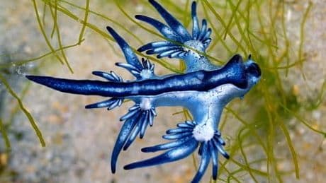 11 Kilometer Strand gesperrt - Blauer Drache sorgt für Badeverbot in Spanien