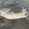 Bizarre six-foot long rare creature washes up on beach leaving residents baffled