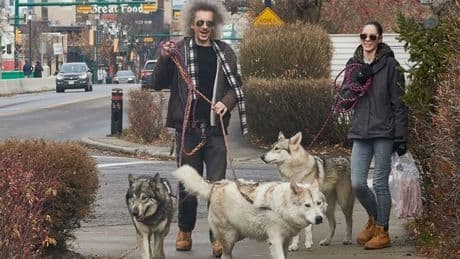 Alberta sanctuary offers lifeline to illegally raised wolf pack belonging to Sudbury man