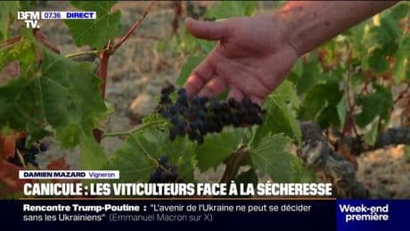 Canicule: avec les fortes chaleurs, les viticulteurs manquent d'eau et font face à la sécheresse