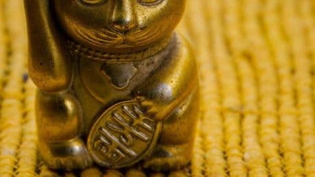Table Trophies: What Disappearing Fish And Cats Reveal About Us