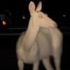 Rare mystical-looking creature is caught on camera by driver at 4am prowling apartment complex