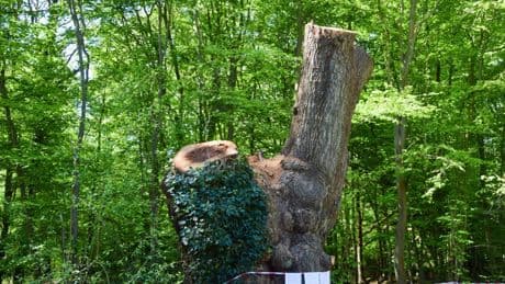 Royaume-Uni : l’affaire du « Sycamore Gap tree » relance le débat sur la hiérarchie des peines de prison