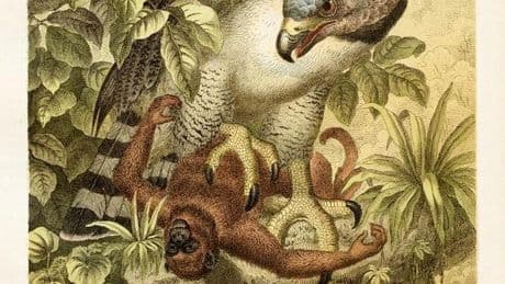 Meet The Amazonian Bird Of Prey That Can, And Does, Attack Humans – A Biologist Explains