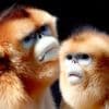 Pairi Daiza haalt zeldzame gouden stompneusapen naar België
