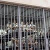Rights groups sue to free Venezuelans deported from the US and held in El Salvador