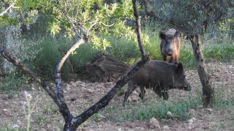 En nueve de cada diez municipios de Valencia hay superpoblación de jabalíes