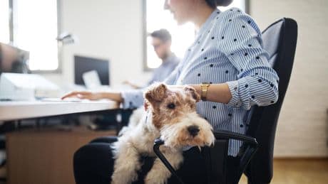 Gerichtsurteil: Hundebesitzerin darf ihr Haustier nicht mehr mit zur Arbeit bringen
