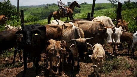 Ranchers struggling in battle against flesh-eating maggot ravaging cattle