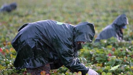 Branchen-Insider prophezeit: Heimische Erdbeeren werden für viele bald unbezahlbar sein