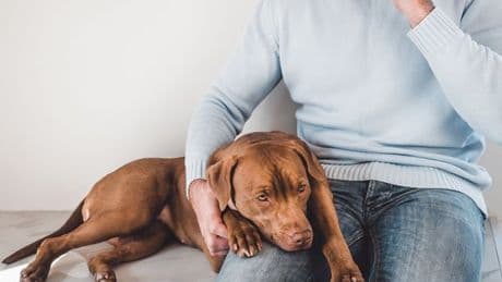 Vet gives major warning over new social media trend that could KILL pets