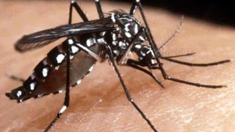 A Rapallo caso sospetto di Chikungunya: il Comune avvia disinfestazione