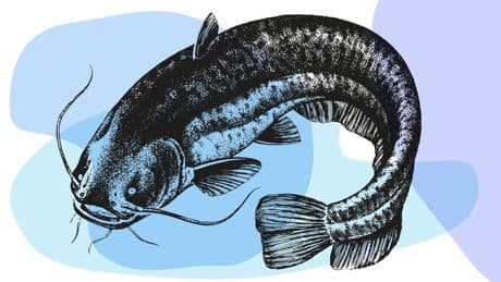 Brombachsee | Welsalarm am Brombachsee: Auf den Spuren des Techno-infizierten Killer-Fischs