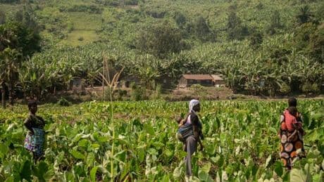 Pour nettoyer les terrains minés par le conflit, les Congolais incendient leurs champs