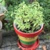 Voici trois techniques à connaître pour arroser vos plantes sans les noyer