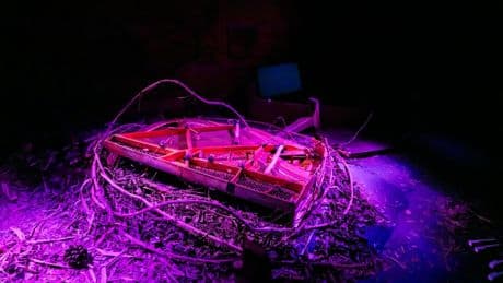 ¿Qué pasaría si la naturaleza postapocalíptica pudiera activar una IA?