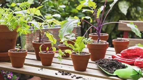 Sommersonnenwende: Warum Sie jetzt mit der Wintervorbereitung im Garten beginnen sollten