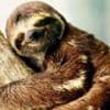 Sluggish sloth's secrets of success revealed in new study