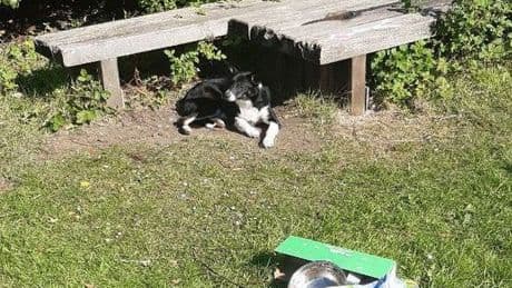 Scottish SPCA urge those who are struggling to care for their pet to reach out after dog abandoned in Livingston