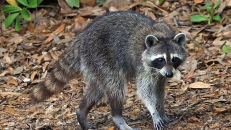 Nurse in Kentucky goes viral for giving CPR to drunken raccoon