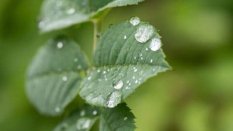 Umwelt: Viele Pflanzen haben von teils nassem Juli profitiert