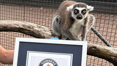 Adorable lemur at Scottish zoo makes history as he is crowned 'world's oldest'