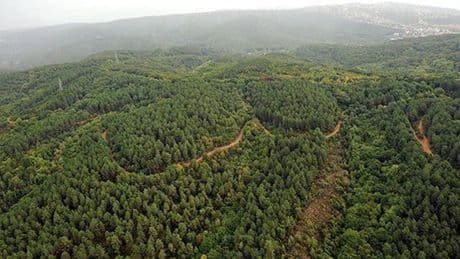 Şırnak'ta ormanlık alanlara girişler yasaklandı