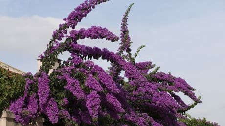 Sommerflieder fällt mickrig aus? Diese 3 Pflegefehler machen ihn kaputt