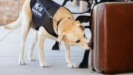 A former Obama official sponsored a government K9 in memory of his dead wife. Trump stopped him going to its graduation ceremony
