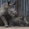 Cutting off rhinos' horns is a contentious last resort to stop poaching. A new study found it works