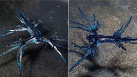 Drago blu, cos'è il mollusco che minaccia le spiagge spagnole: avvistamenti, punture e perché fa paura