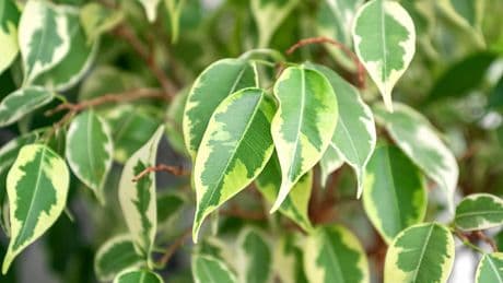 Warum verliert der Ficus plötzlich Blätter? Das sagt der Pflanzenarzt
